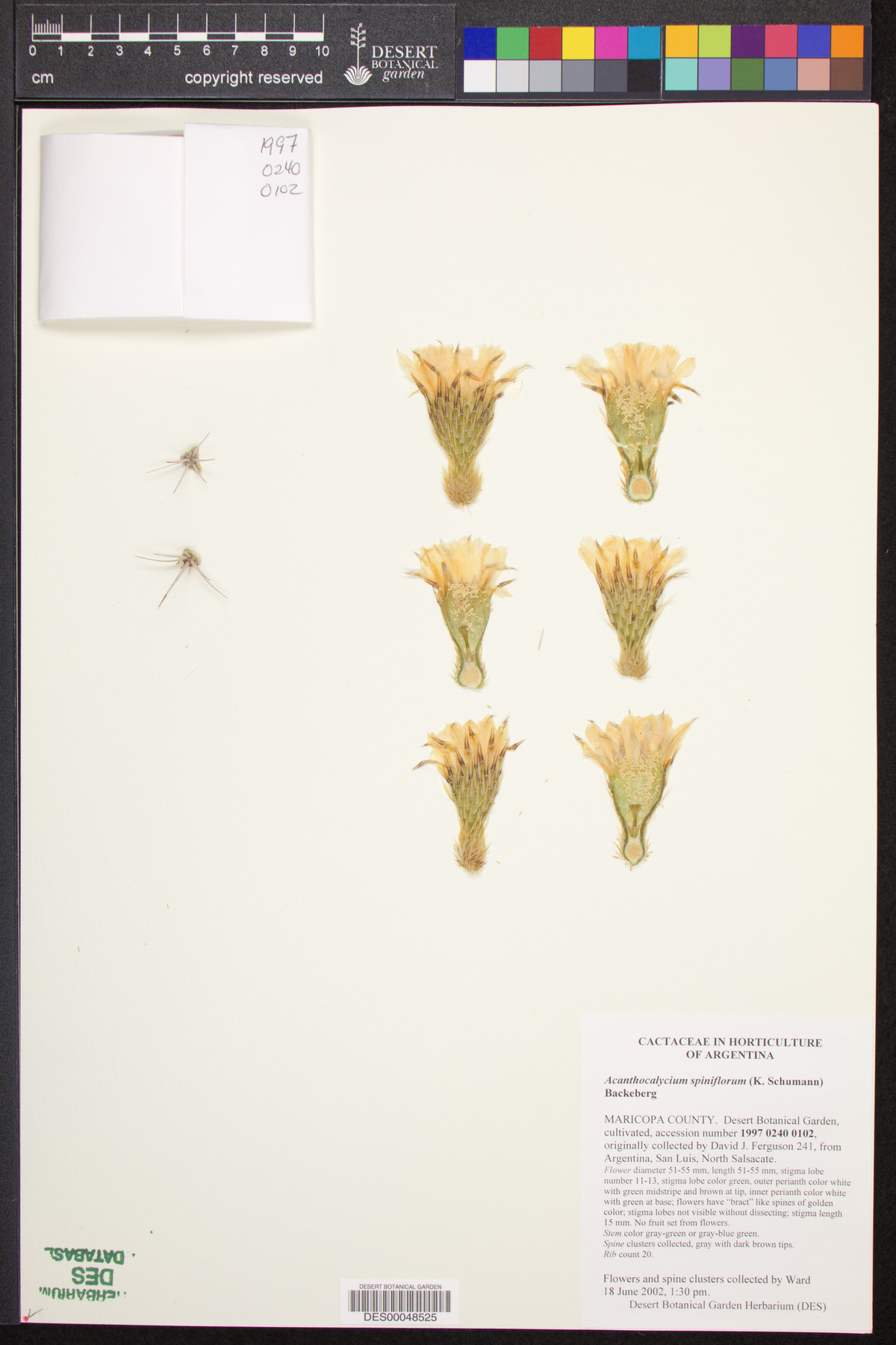 Acanthocalycium spiniflorum image