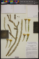 Corynopuntia marenae image