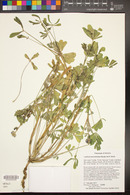 Lupinus succulentus image