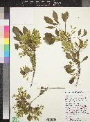 Fraxinus anomala image