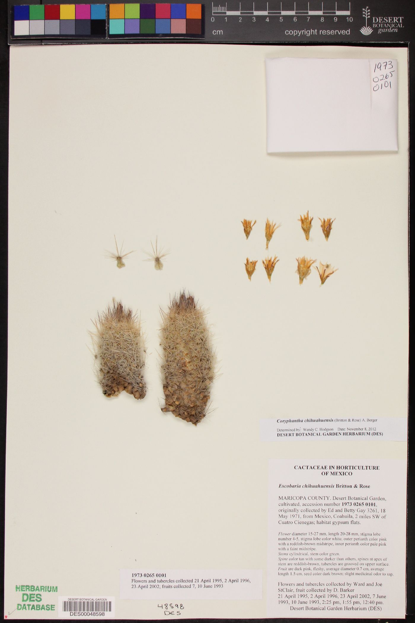 Escobaria chihuahuensis image