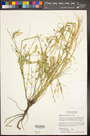 Melilotus officinalis image