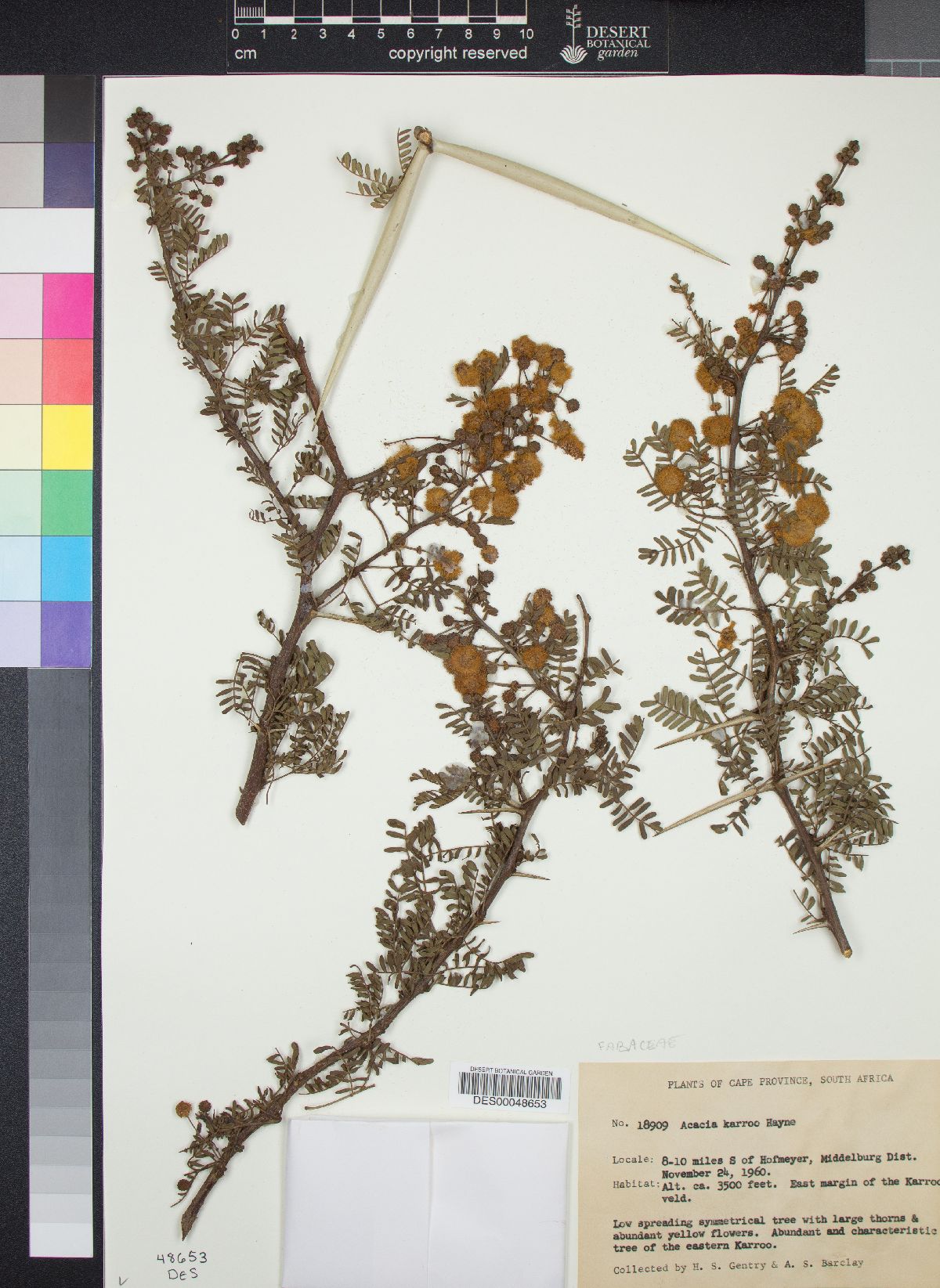 Acacia karroo image