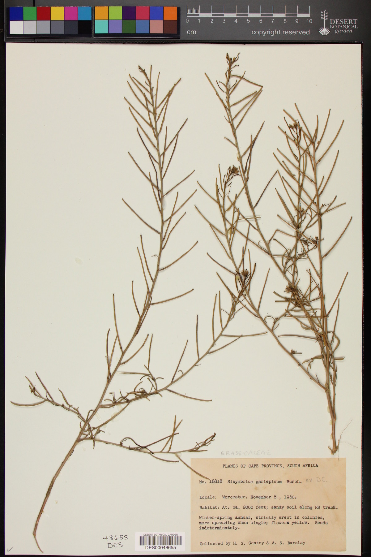 Sisymbrium gariepinum image