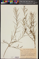 Image of Sisymbrium gariepinum