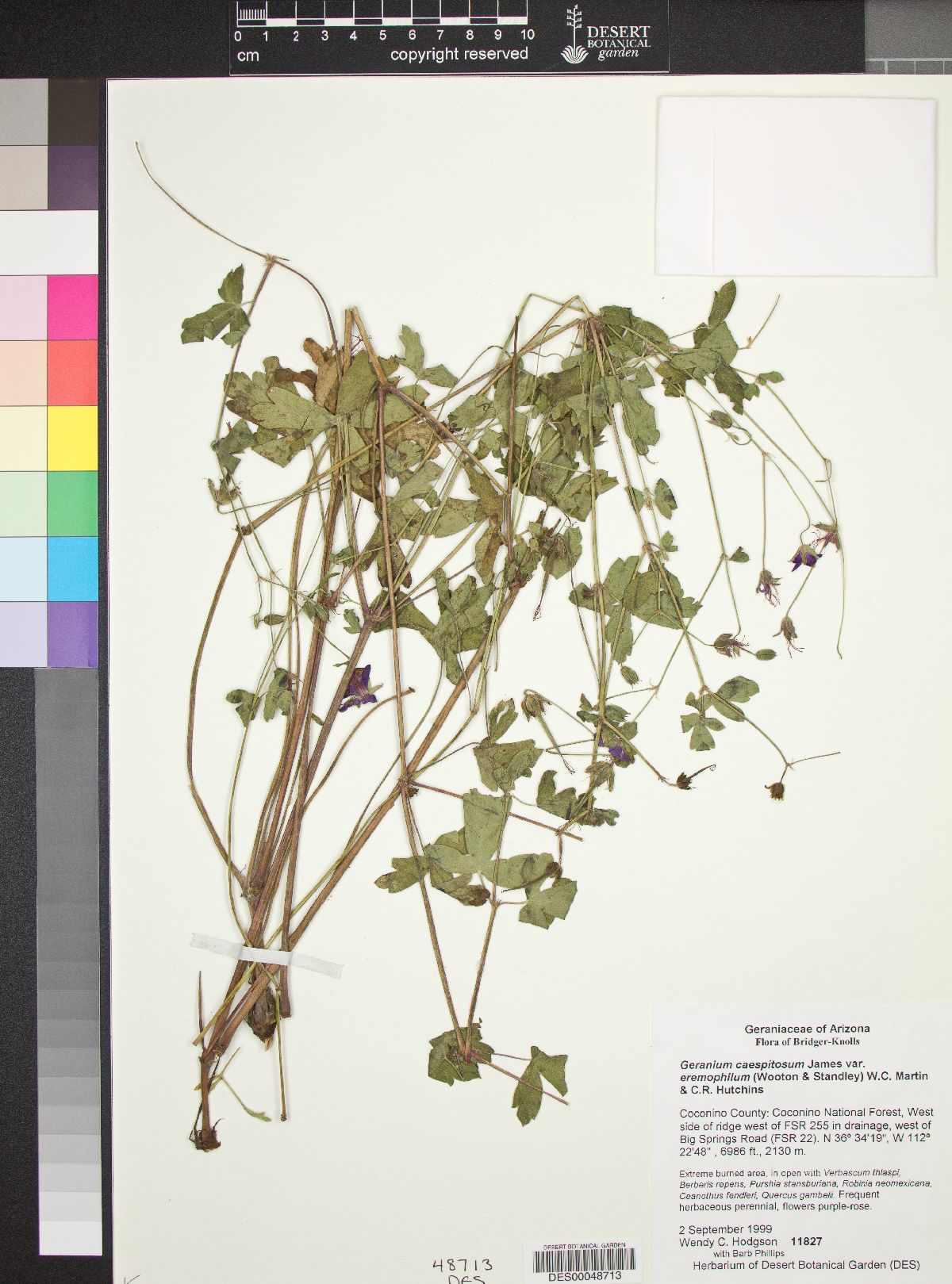 Geranium caespitosum var. eremophilum image