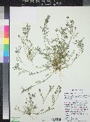 Astragalus didymocarpus image