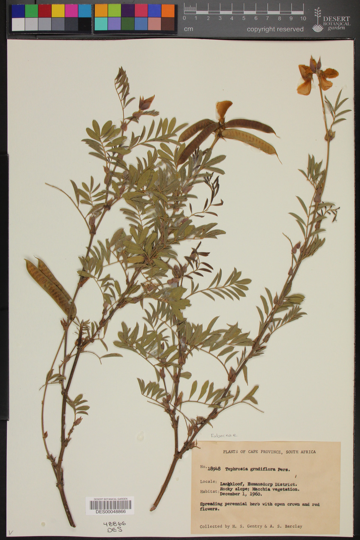 Tephrosia grandiflora image