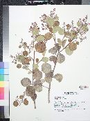 Rhus lentii image