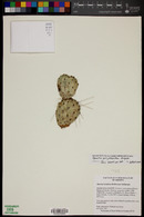 Opuntia polyacantha image