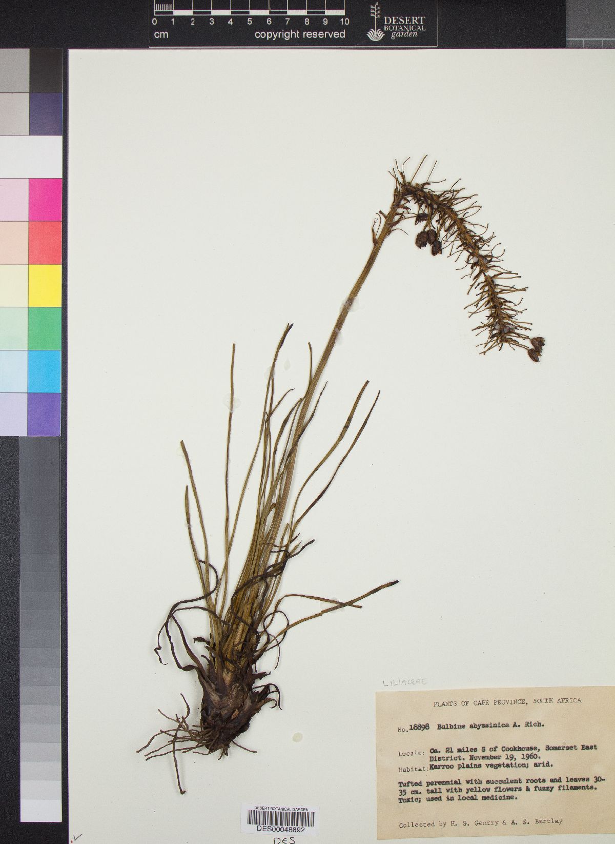 Bulbine abyssinica image