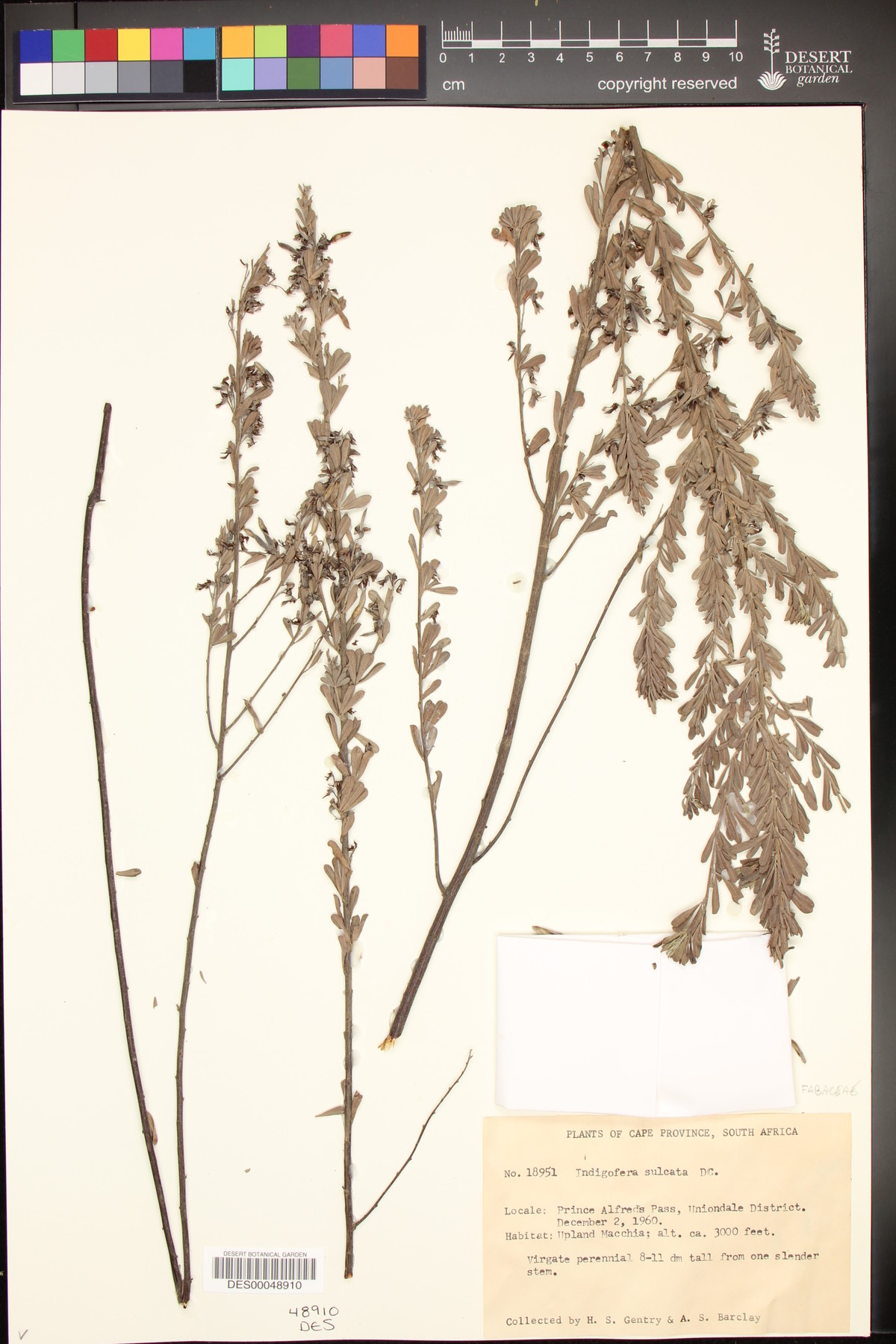 Indigofera sulcata image