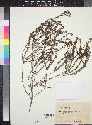 Phylica oleifolia image