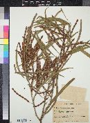 Acacia saligna image