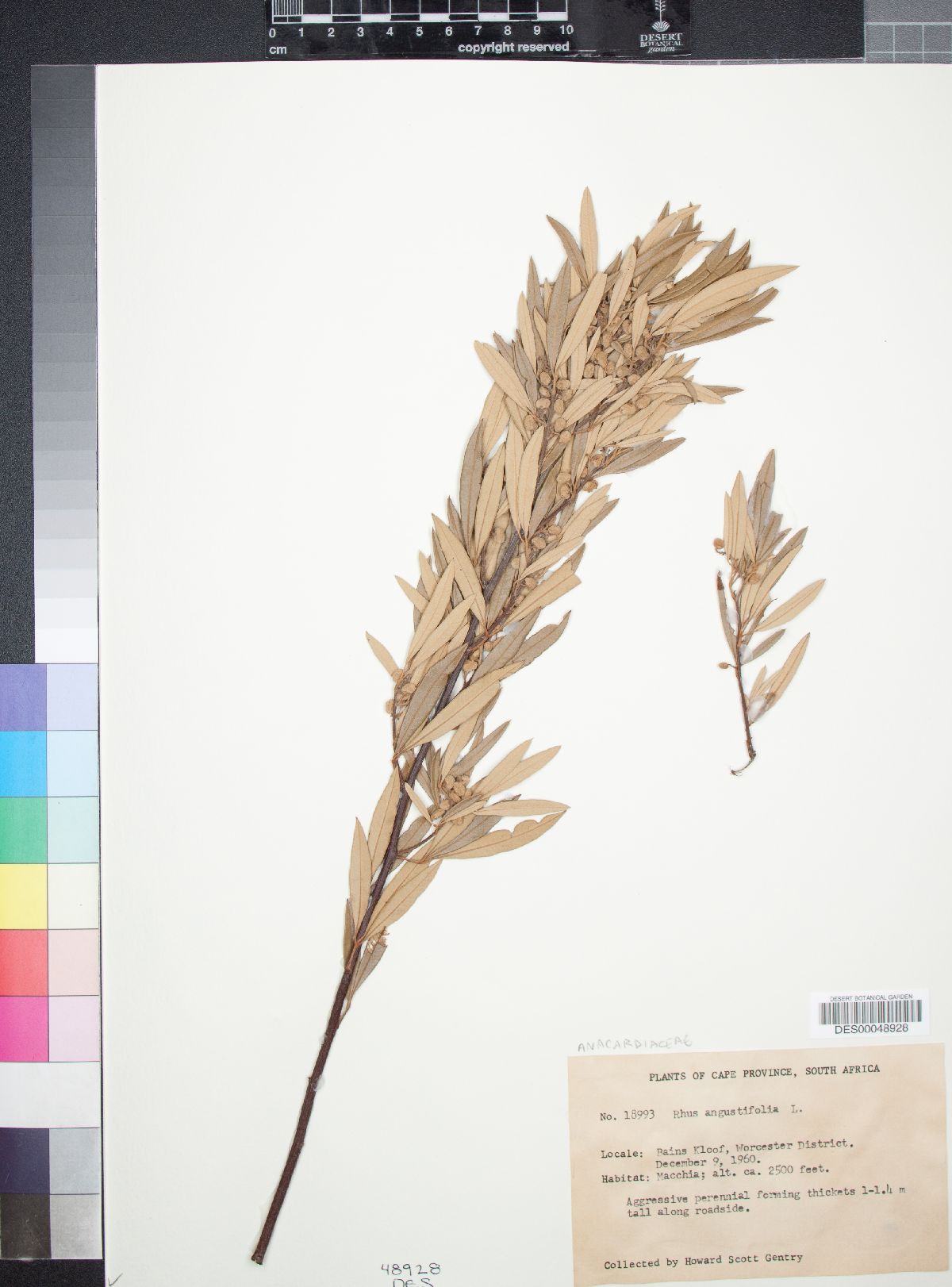 Rhus angustifolia image