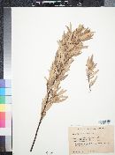 Rhus angustifolia image