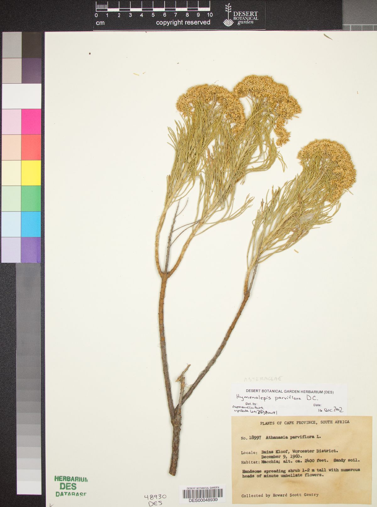 Hymenolepis parviflora image