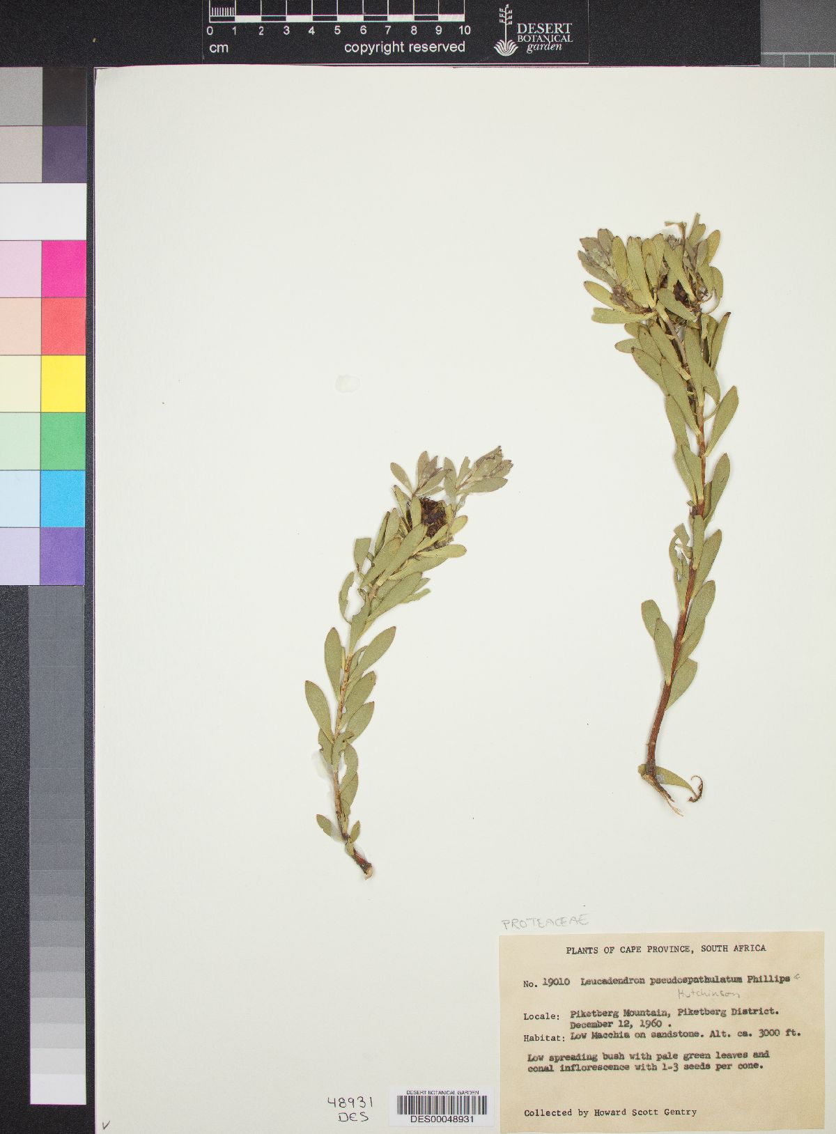 Leucadendron pseudospathulatum image