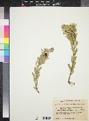 Image of Leucadendron pseudospathulatum