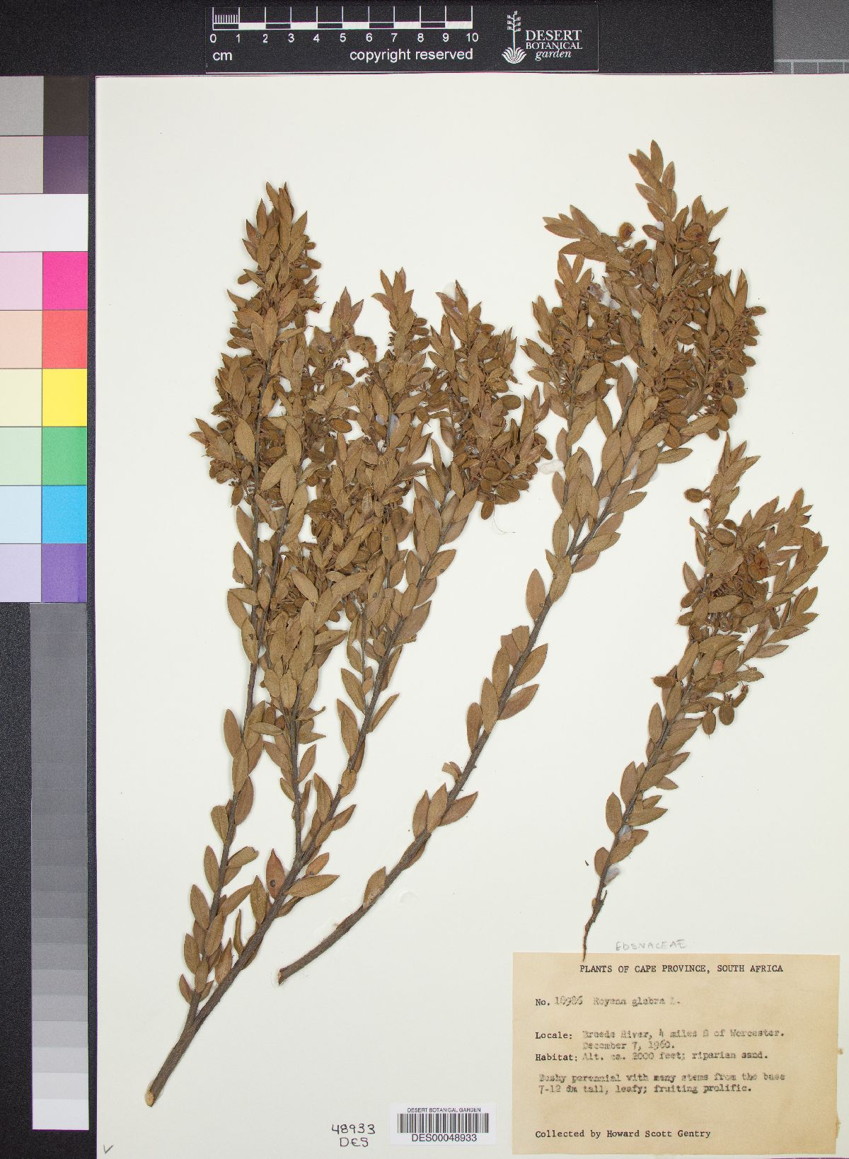 Royena glabra image