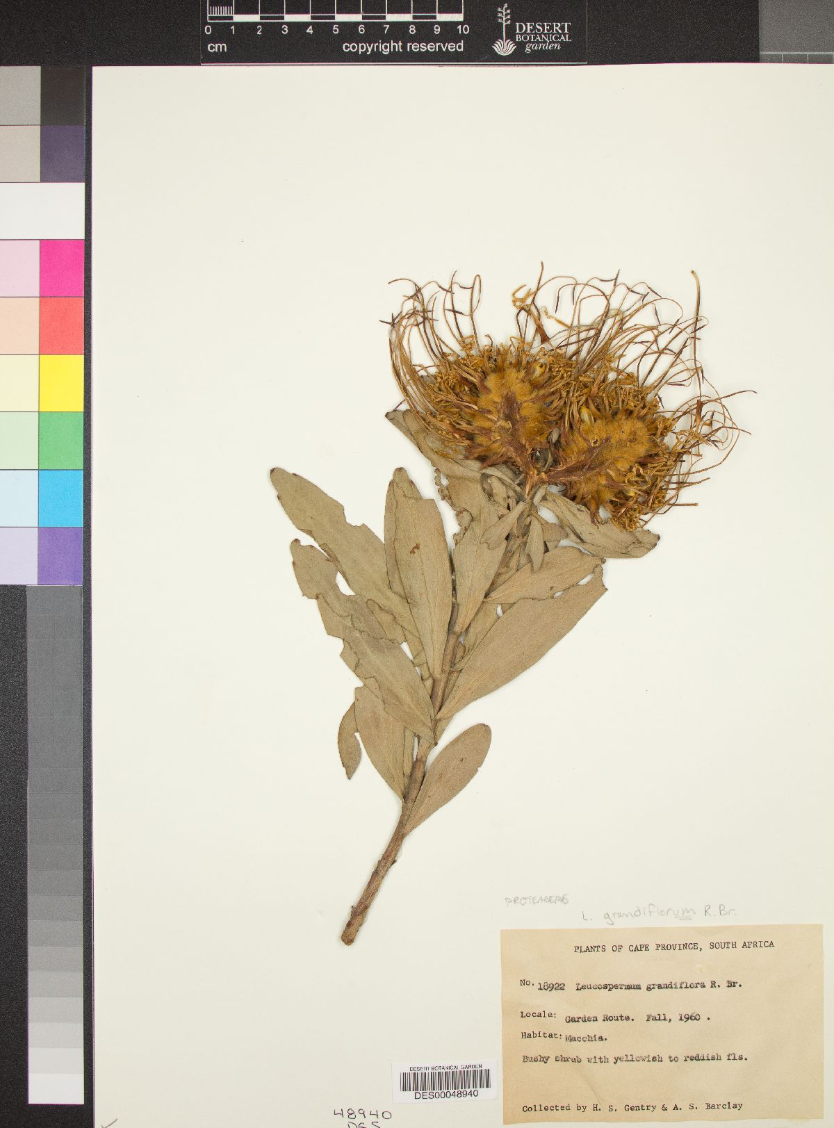 Leucadendron grandiflorum image