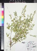 Aloysia wrightii image