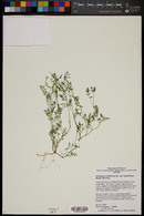 Astragalus nuttallianus image