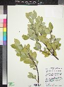 Garrya flavescens subsp. flavescens image