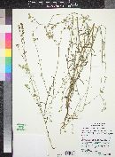Cryptantha pterocarya image