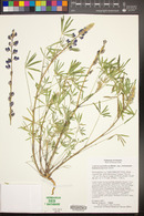 Lupinus sparsiflorus subsp. mohavensis image