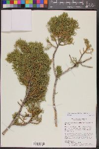 Juniperus coahuilensis image