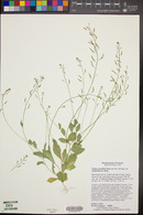 Draba cuneifolia var. integrifolia image