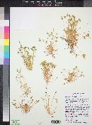 Claytonia perfoliata image