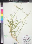 Lorandersonia salicina image