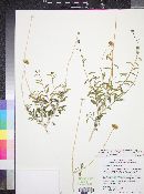 Encelia resinifera subsp. tenuifolia image