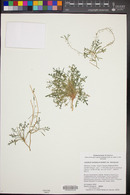 Lepidium montanum var. montanum image