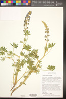 Lupinus palmeri image