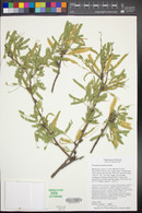 Prosopis velutina image