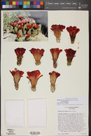 Echinocereus arizonicus image