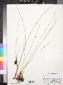 Juncus balticus subsp. ater image