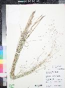 Muhlenbergia capillaris image