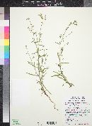 Cryptantha pterocarya image