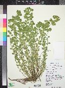 Euphorbia incisa image