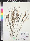 Eriogonum wrightii image