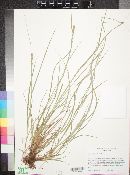 Carex vulpinoidea image