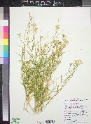 Lorandersonia salicina image