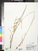 Juncus ensifolius var. montanus image