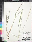 Elymus glaucus image