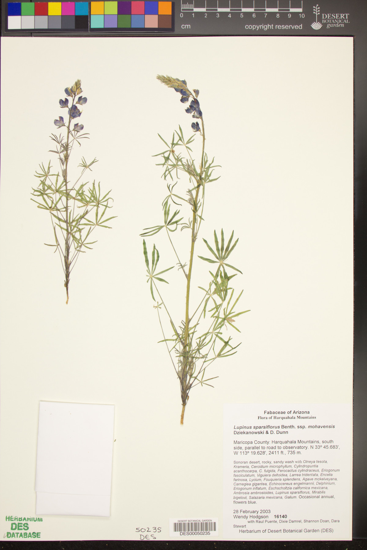 Lupinus sparsiflorus subsp. mohavensis image