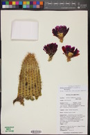 Echinocereus fendleri var. bonkerae image